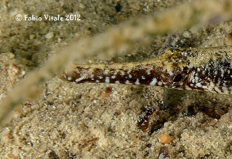 Syngnathus abaster e Syngnathus typhle